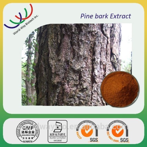 China pine bark extract powder proanthocyanidins 95%, natural pure 95% OPC China pine bark extract