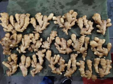 How to dry Fresh Ginger
