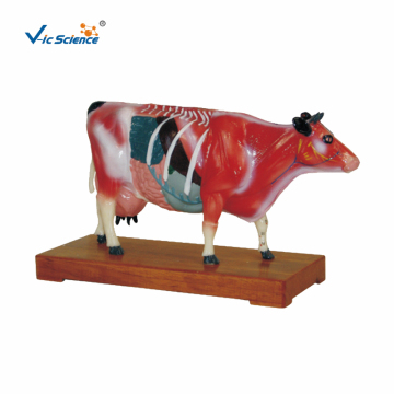 Animal Anatomy Cattle Acupuncture Model