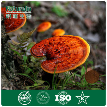 Professional manufacturer high purity lucid ganoderma extract