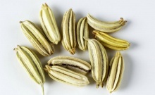Fine Natural Fennel Seeds