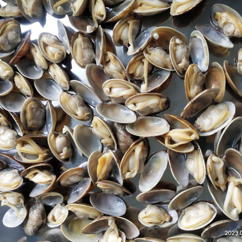 gorąca wyprzedaż zamrożona skorupa Cała małże