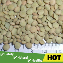 High quality green small lentils price for sale