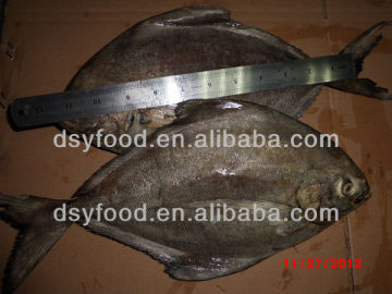 Frozen Fresh Black Pomfret Fish
