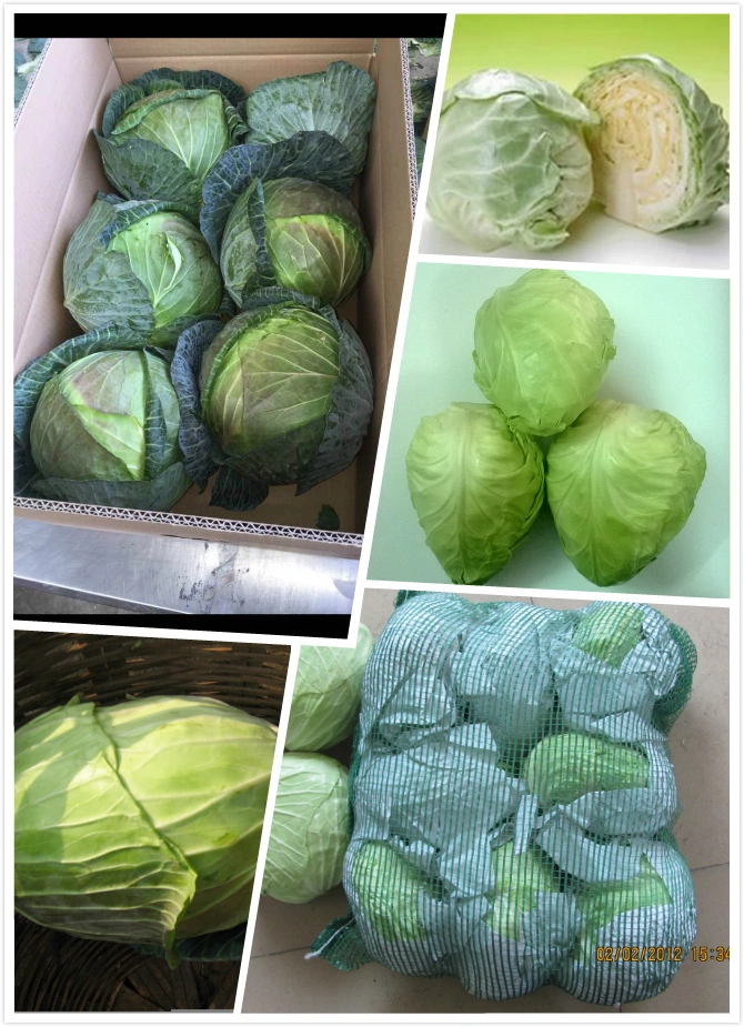 Fresh Cabbage Round Cabbage Wholesale Price From China