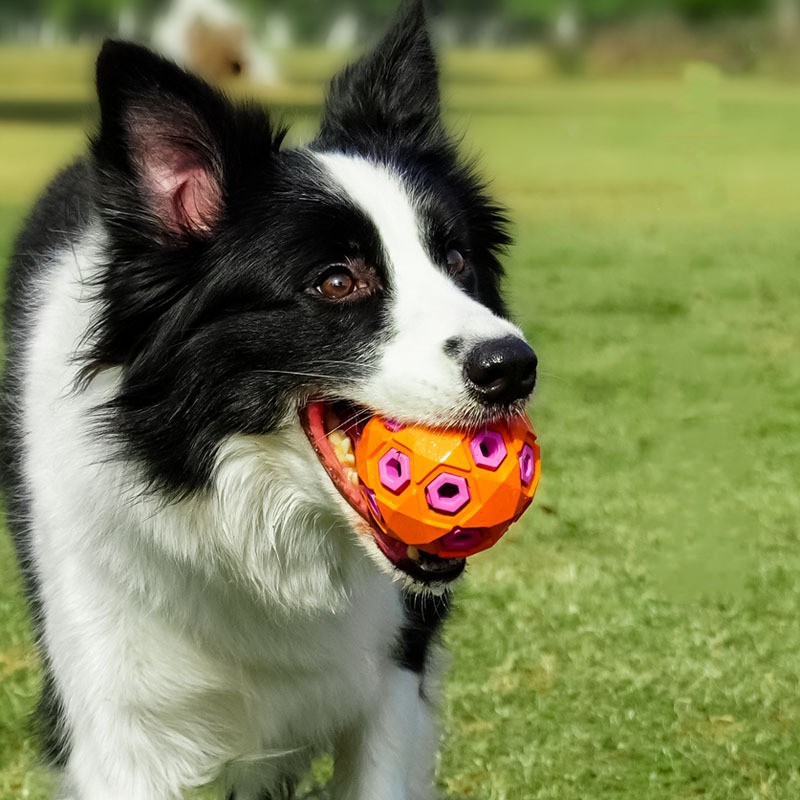 Durable Rubber Chew Toy 