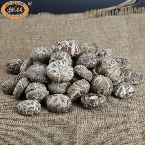 High Quality Stem Cut Dried Tea Flower Shiitake Mushroom