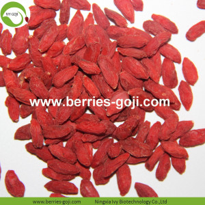 Harga Grosir Super Food Wolfberry Kering