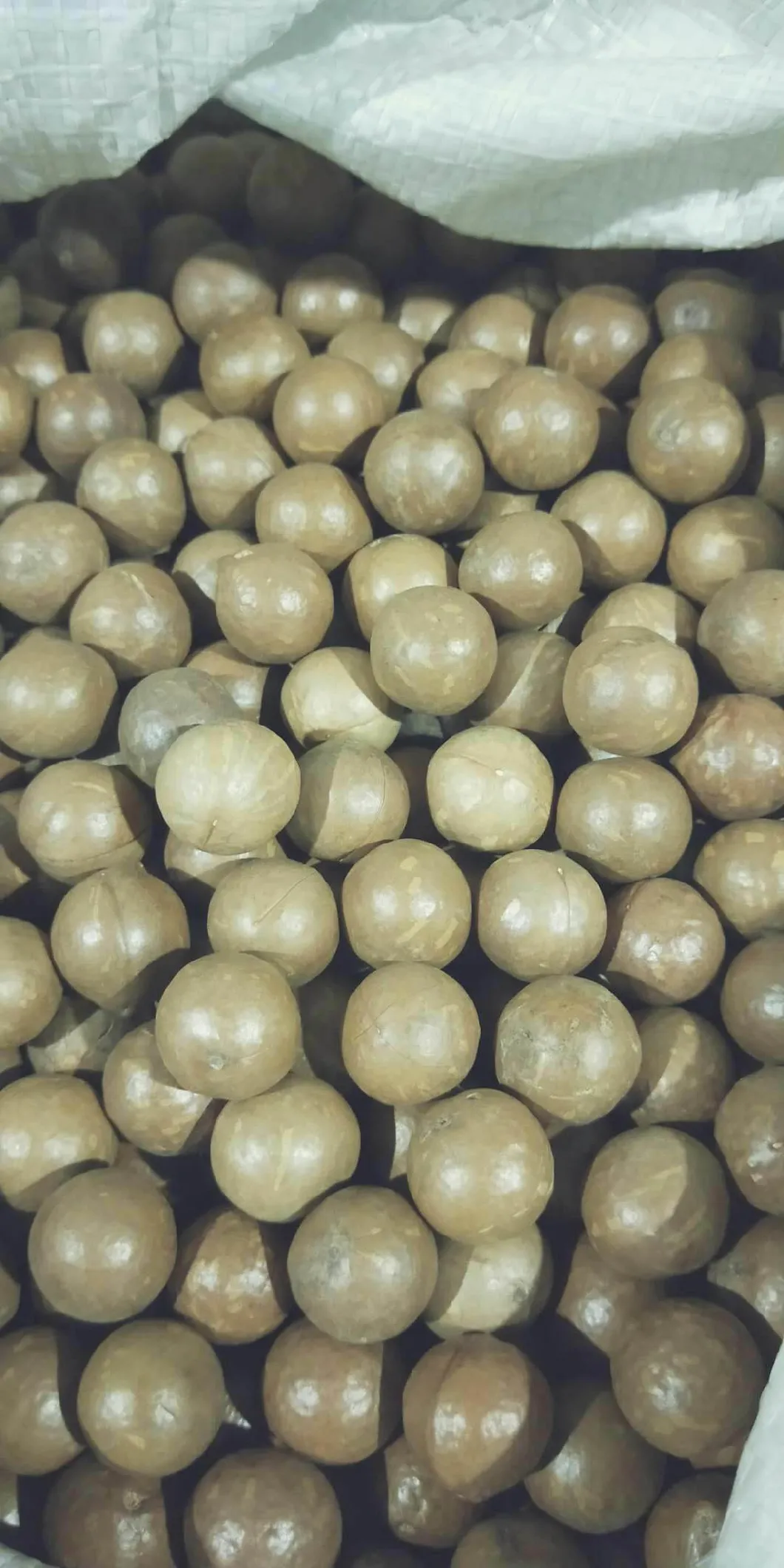 Hot Sale Raw Macadamia Fresh Macadamia Nut in Shell