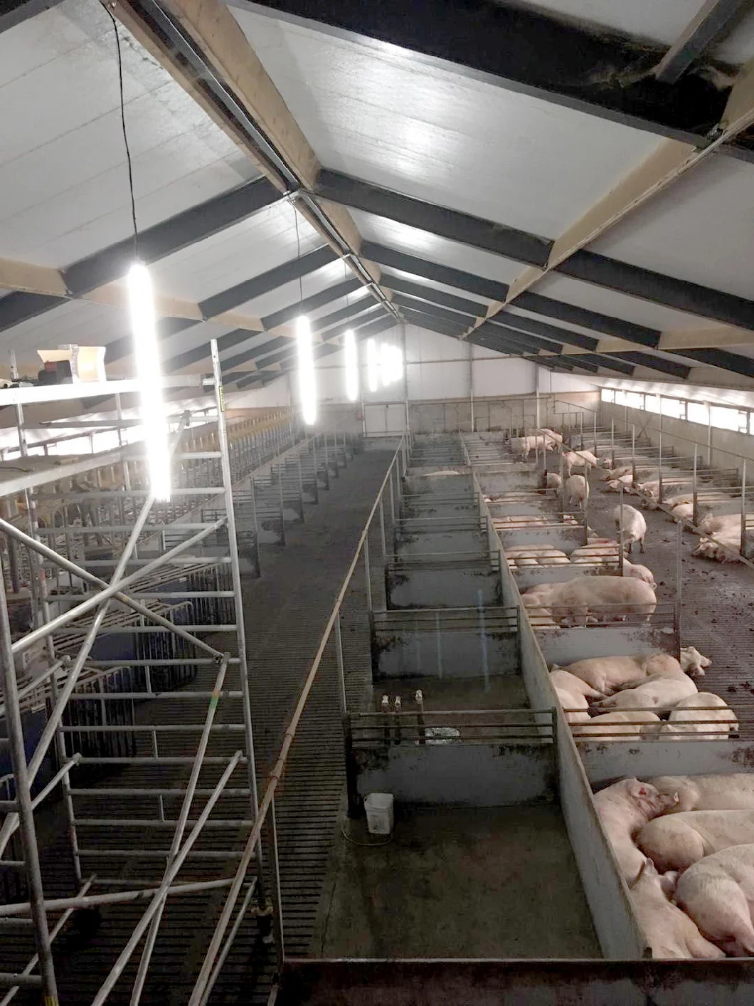 Smooth Dimming LED Lights for Poultry Chicken House