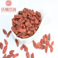 Wolfberry / Lycium Barbarum / 무료 샘플 goji berry