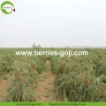 Varietas Bulk Grosir Rendah Pestisida Goji Berries