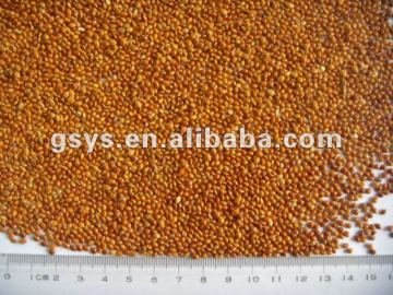 red broomcorn millet 2013 crop