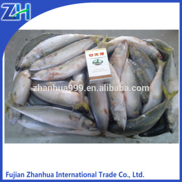 frozen aquatic products pacific mackerel fish for marketing