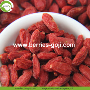 Pasokan Pabrik Natural A Grade Fruit Goji Berries