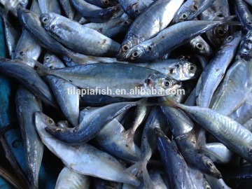 horse mackerel / whole round frozen horse mackerel horse mackerel price