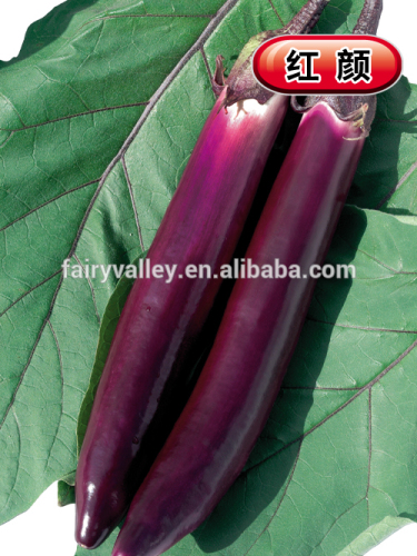 Hybrid eggplant seeds-Hong Yan