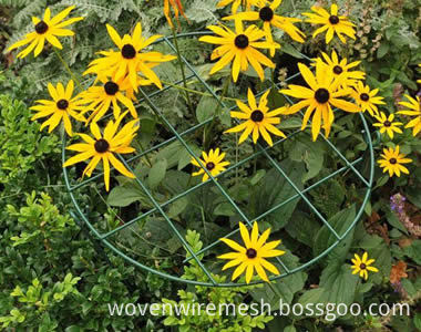 grow-through-support-rudbeckia-hirta