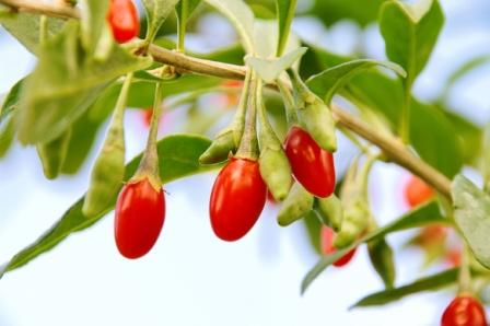 Ningxia Dried Goji Berry