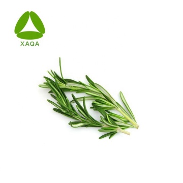100% Pure Natural Rosemary Extract Rosemary Essence Oil