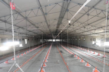 Advanced Automatic Poultry farming equipment for broiler