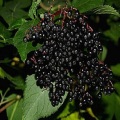 Black elderberry extract powder Improve immunity