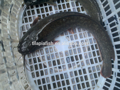 500-3000g Whole Round Frozen Catfish fish