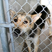 Dog Kennel Shade Cage Roof Cover Backyard Playpen