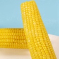 Non Gmo Yellow Maize