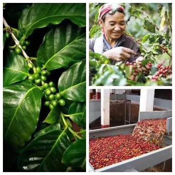 Arabica Freeze Dried Instant Coffee