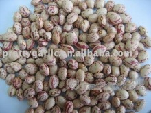 LSKB round shape Xinjiang Origin