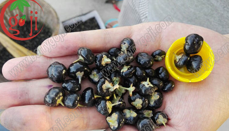 Bacca nera organica di Goji Organic Black Goji Berry Fruit