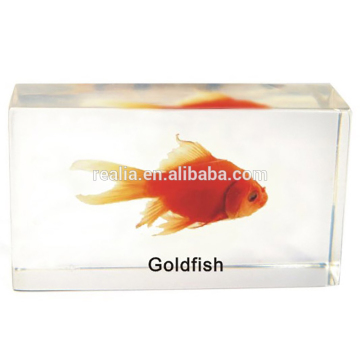 Goldfish embedded specimens