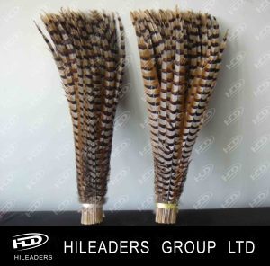 Decorative Natural Reeves Pheasant Feather