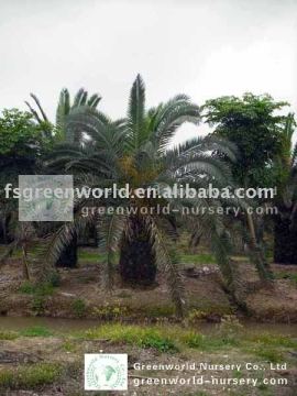 phoenix canariensis cold hardy palm trees