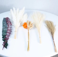 Natural Dried Flowers for Home Décor: Excellent Wedding Rabbit Tail Pampas Grass