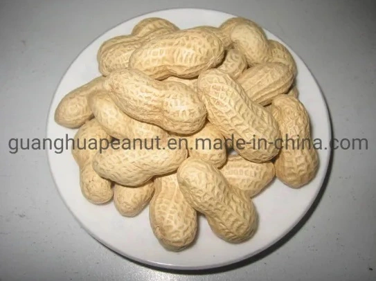 Bulk Price Peanut in Shell From China