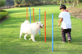 PET Safe Bar Jump Agility Accoun