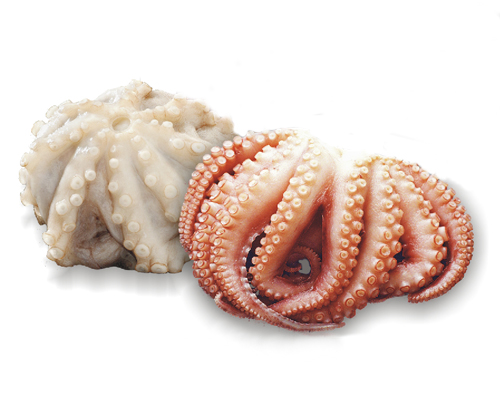 zmrazená květina baby chobotnice