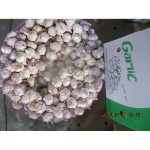 2020 Purchase White Garlic