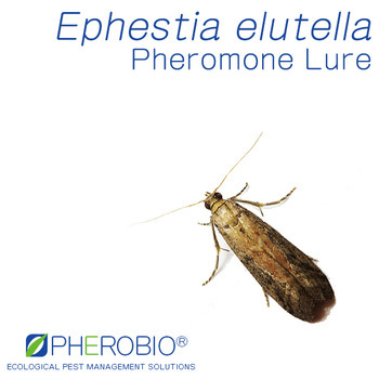 Ephestia elutella Pheromone Lure & Trap Combo, Cacao Moth Tobacco Moth & Warehouse Moth Lure & Trap