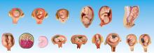 Fetal Pregnancy Development Process Model (15 Parts)