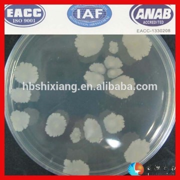 Ingredient bacillus subtilis probiotic powder