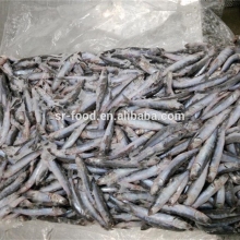 New Landing Fresh Frozen Anchovy for fish meal