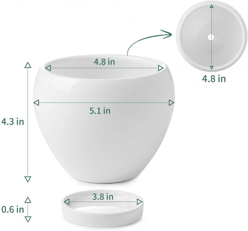 Innenpflanzen blühen saftig mit Entwässerungslochunter Untertasse