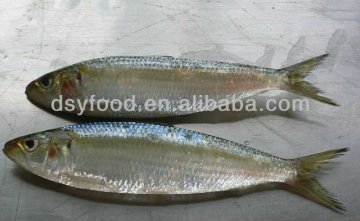 Frozen Whole Round Fresh Sardine Fish