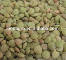 sell lentil 2014crop !