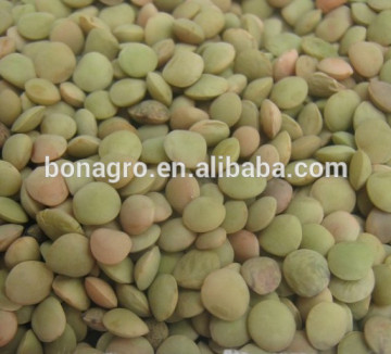 lentil/lentil bean