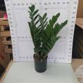 Zamioculcas zamiifolia 210# suppliers