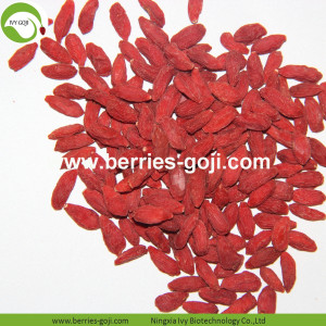 Pasokan Pabrik Buah Kering Panen Baru Goji Berries